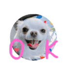 Kai＆Reo★chihuahua（個別スタンプ：6）