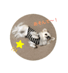 Kai＆Reo★chihuahua（個別スタンプ：10）