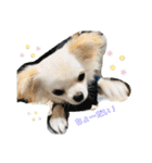Kai＆Reo★chihuahua（個別スタンプ：11）