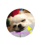 Kai＆Reo★chihuahua（個別スタンプ：13）