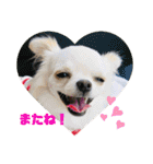 Kai＆Reo★chihuahua（個別スタンプ：14）