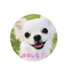 Kai＆Reo★chihuahua（個別スタンプ：16）