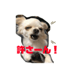 Kai＆Reo★chihuahua（個別スタンプ：17）
