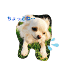 Kai＆Reo★chihuahua（個別スタンプ：18）