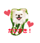 Kai＆Reo★chihuahua（個別スタンプ：19）