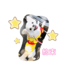 Kai＆Reo★chihuahua（個別スタンプ：22）