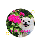 Kai＆Reo★chihuahua（個別スタンプ：24）
