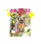 Kai＆Reo★chihuahua（個別スタンプ：26）