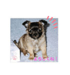 Kai＆Reo★chihuahua（個別スタンプ：27）