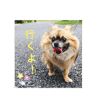 Kai＆Reo★chihuahua（個別スタンプ：30）