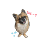 Kai＆Reo★chihuahua（個別スタンプ：32）