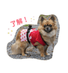 Kai＆Reo★chihuahua（個別スタンプ：35）