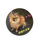 Kai＆Reo★chihuahua（個別スタンプ：37）