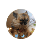 Kai＆Reo★chihuahua（個別スタンプ：38）
