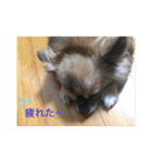 Kai＆Reo★chihuahua（個別スタンプ：39）