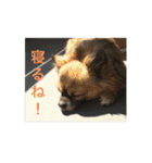 Kai＆Reo★chihuahua（個別スタンプ：40）