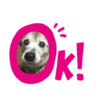 我が家のレオくん（個別スタンプ：4）