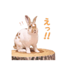 ぴすタンプ（個別スタンプ：10）