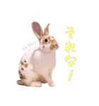 ぴすタンプ（個別スタンプ：13）