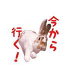 ぴすタンプ（個別スタンプ：26）