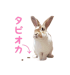 ぴすタンプ（個別スタンプ：30）