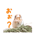 ぴすタンプ（個別スタンプ：31）