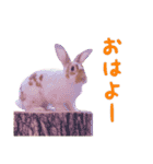 ぴすタンプ（個別スタンプ：32）