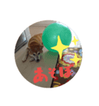 我が家の空豆さん（個別スタンプ：2）