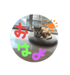 我が家の空豆さん（個別スタンプ：5）