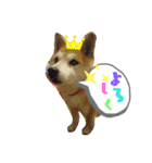 我が家の空豆さん（個別スタンプ：8）