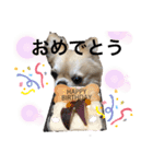 ロイシェリ（個別スタンプ：2）