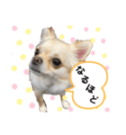 ロイシェリ（個別スタンプ：8）