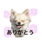ロイシェリ（個別スタンプ：15）