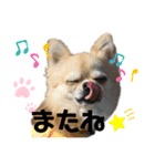 ロイシェリ（個別スタンプ：16）