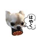 ロイシェリ（個別スタンプ：17）