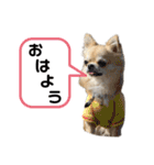 ロイシェリ（個別スタンプ：21）