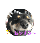 黒豆柴ゆずのスタンプ（個別スタンプ：4）