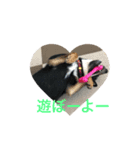 黒豆柴ゆずのスタンプ（個別スタンプ：5）