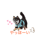 黒豆柴ゆずのスタンプ（個別スタンプ：6）