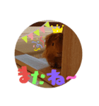 kingさん（個別スタンプ：1）