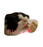 サンシティメンバー's（個別スタンプ：1）