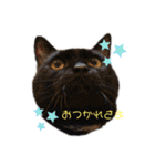 サンシティメンバー's（個別スタンプ：3）
