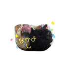 サンシティメンバー's（個別スタンプ：17）