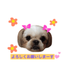 シーズー犬 みなみちゃん（個別スタンプ：1）