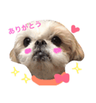 シーズー犬 みなみちゃん（個別スタンプ：2）