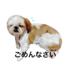 シーズー犬 みなみちゃん（個別スタンプ：3）