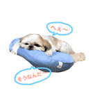 シーズー犬 みなみちゃん（個別スタンプ：4）