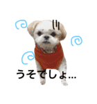 シーズー犬 みなみちゃん（個別スタンプ：5）