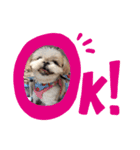 シーズー犬 みなみちゃん（個別スタンプ：7）