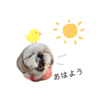 シーズー犬 みなみちゃん（個別スタンプ：10）